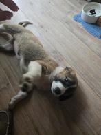 Allebai hond, Dieren en Toebehoren, Ophalen of Verzenden