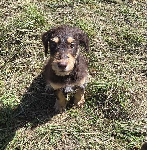 Donermann pups, Dieren en Toebehoren, Honden | Teckels en Dashonden, Meerdere dieren, Korthaar, Dwerg, Particulier, Meerdere, Nederland
