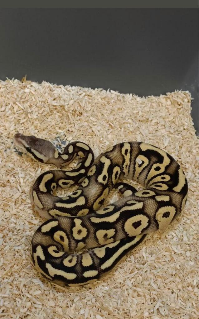 1.0 Koningspython - Ballpython - Python Regius