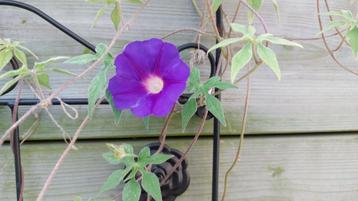 ipomea pubescens bol bloem caudex beschikbaar voor biedingen