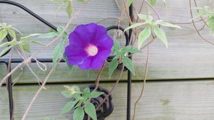 ipomea pubescens bol bloem caudex, Huis en Inrichting, Kamerplanten, Overige soorten, Minder dan 100 cm, Bloeiende kamerplant
