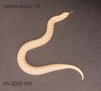 Albino haakneusslang (heterodon nasicus), Dieren en Toebehoren, Reptielen en Amfibieën, Slang, 0 tot 2 jaar