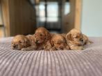Australian labradoodle pups - met gezonde stamboom, Dieren en Toebehoren, Rabiës (hondsdolheid), 8 tot 15 weken, Meerdere, Meerdere dieren