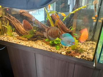 Complete Juwel Rio 180L beschikbaar voor biedingen