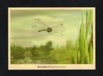Glassnijder Libelle Insecten Natuur Moeras., Verzamelen, Ophalen of Verzenden, 1980 tot heden, Ongelopen, Overige soorten