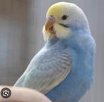 ‼️Vermist‼️, Meerdere dieren, Parkiet