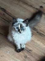 Ragdoll poes ,  tortie 6 mnd, Dieren en Toebehoren, Katten en Kittens | Raskatten | Langhaar, Poes, Gechipt, 0 tot 2 jaar