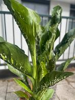 DIEFFENBACHIA SEGUINE CAIMAN, 100 tot 150 cm, Overige soorten, Groene kamerplant, Halfschaduw