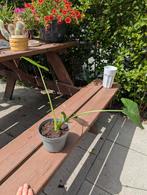 Olifantsoor (binnenplant), Ophalen, Overige soorten, Minder dan 100 cm