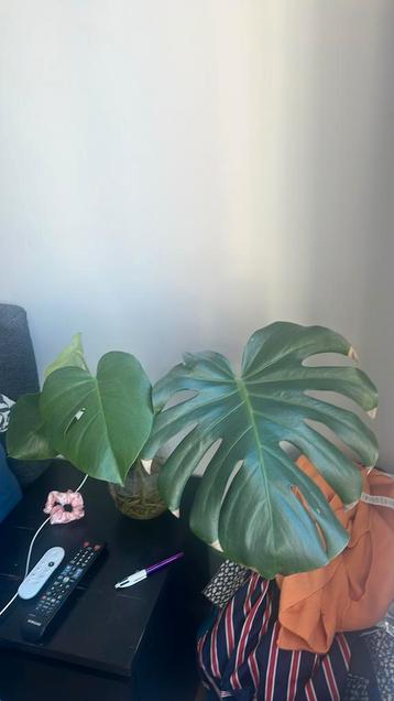 TE KOOP: Monstera stek met meerdere bladeren en geworteld beschikbaar voor biedingen