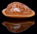 Schelpen: Cypraea surinamensis 28,3mm, Brazilië  - Zeldzaam, Ophalen of Verzenden, Schelp(en)