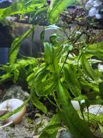 Stekjes Java-varen, aquariumplant, Dieren en Toebehoren, Vis