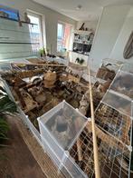 Gratis: gerbils, kooien en uitzet, Dieren en Toebehoren, Knaagdieren, Rat, Meerdere dieren, Tam, September