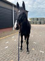 Paard te koop - ruin, Dieren en Toebehoren, Paarden, Gechipt, Ruin, Zadelmak, 7 tot 10 jaar