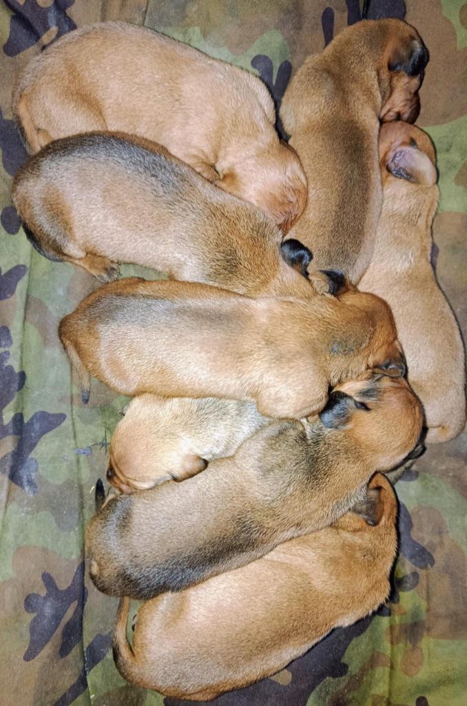 Prachtige korthaar teckel pups standaard FCI, Dieren en Toebehoren, Honden | Teckels en Dashonden, Meerdere dieren, Korthaar, Standaard