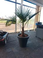 Mooie Palmboom - 100cm, Bloeit niet, Ophalen of Verzenden, 100 tot 250 cm, Palmboom