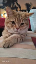 Thor, blond, Britse korthaar, Kater, Gechipt, 0 tot 2 jaar