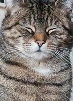 Lieve poes zoekt gouden mandje, Dieren en Toebehoren, Katten en Kittens | Overige Katten, Poes