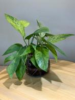 Epipremnum pinnatum mint stek (geworteld), Overige soorten, In pot, Minder dan 100 cm, Groene kamerplant