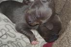Stafford-pitt puppies te koop, Particulier, Rabiës (hondsdolheid), Meerdere, 8 tot 15 weken