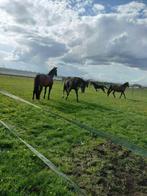 Een plekje vrij, Dieren en Toebehoren, Stalling en Weidegang
