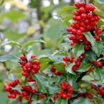 Ilex meserveae blue Princess, blauwe hulst. Haagplanten, Overige soorten, Vaste plant, Ophalen of Verzenden, Halfschaduw