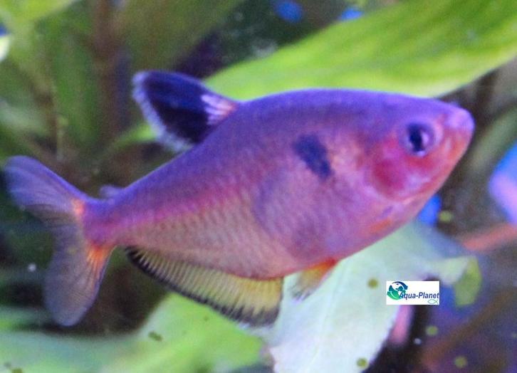 Rode Minor, Dieren en Toebehoren, Vissen | Aquariumvissen, Zoetwatervis, Vis, Schoolvis