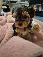 Yorkshirter Pups, Yorkshire Terriër, 8 tot 15 weken, Meerdere, Meerdere dieren