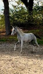 Geweldig mooie E-pony merrie, Dieren en Toebehoren, Pony's, Merrie, E pony (1.48m - 1.57m), Gechipt, 0 tot 2 jaar