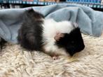 Jonge tamme cavia beertjes ( (hobby )fokkers), Dieren en Toebehoren, Cavia, Mannelijk, Tam, Oktober