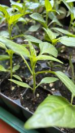 Peperplanten - verschillende soorten, Tuin en Terras, Planten | Tuinplanten, Ophalen, Volle zon, Groenteplanten, Eenjarig