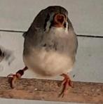 mooie zebra vink popjes, Dieren en Toebehoren, Vrouwelijk, Tropenvogel