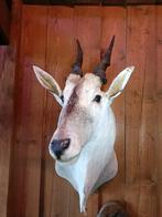 Opgezette eland antilope Afrika taxidermie, Verzamelen, Dierenverzamelingen, Nieuw, Wild dier, Opgezet dier, Ophalen