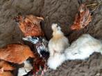 Verschillende soorten kippen, Dieren en Toebehoren, Meerdere dieren, Kip