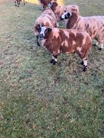 Bonte dekram, Mannelijk, Schaap, 0 tot 2 jaar