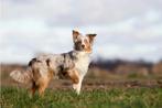 Gezocht: jonge hond!, Dieren en Toebehoren, 15 weken tot 1 jaar, Teef, Eén hond, Middel
