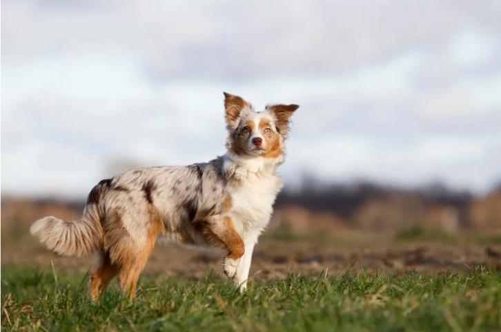 Gezocht: jonge hond!, Dieren en Toebehoren, Honden | Niet-rashonden, Middel, Teef, Particulier, Eén hond, Nederland, 15 weken tot 1 jaar