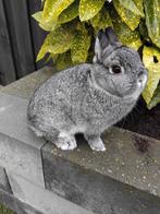 2 mooie lieve kleurdwergen chinchilla voedsters, Vrouwelijk, Dwerg