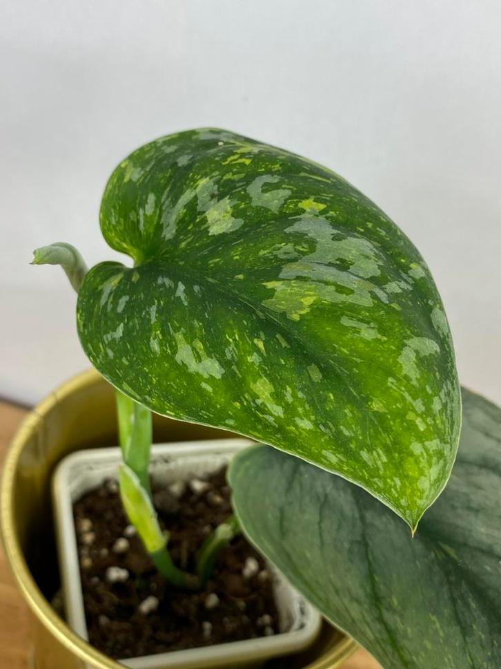 Scindapsus Baticon Variegata, Huis en Inrichting, Kamerplanten, Overige soorten, Minder dan 100 cm, Ophalen of Verzenden