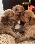 Lieve Cavapoo pups te koop - Gezond, sociaal en met zorg gro, Poedel, 8 tot 15 weken, CDV (hondenziekte), Meerdere