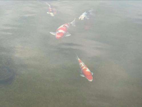 Complete koi vijver kois trommel oase titanium pompen, Tuin en Terras, Vijver-toebehoren, Gebruikt, Vijverfilter, Ophalen