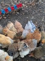 Brahms hennen, Dieren en Toebehoren, Pluimvee, Vrouwelijk, Kip