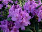 rhododendron grandiflora / paars / 75 cm / aanbieding, Ophalen, Rhododendron, Struik, Minder dan 100 cm