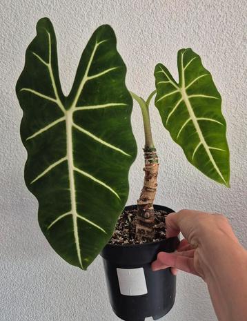 Alocasia frydek  beschikbaar voor biedingen