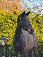 Talentvolle 3 jarige merrie!!, Dieren en Toebehoren, Merrie, Gechipt, Dressuurpaard, Zadelmak