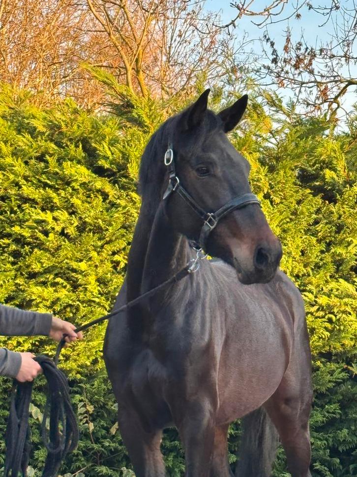 Talentvolle 3 jarige merrie!!, Dieren en Toebehoren, Paarden, Merrie, Zadelmak, 165 tot 170 cm, 3 tot 6 jaar, Dressuurpaard, Met stamboom
