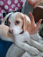 Reutje 9weken, Rabiës (hondsdolheid), Reu, 8 tot 15 weken, Eén hond