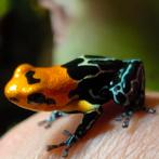 Ranitomeya fantastica 'Yumbatos', Amfibie, 0 tot 2 jaar