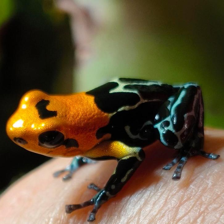 Ranitomeya fantastica 'Yumbatos', Dieren en Toebehoren, Reptielen en Amfibieën, Amfibie, 0 tot 2 jaar
