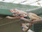 zebravinken, Dieren en Toebehoren, Meerdere dieren, Bastaard